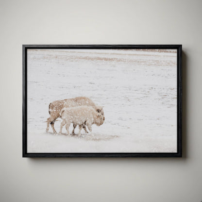 White Buffalo Wall Art - Buffalo Canvas Print