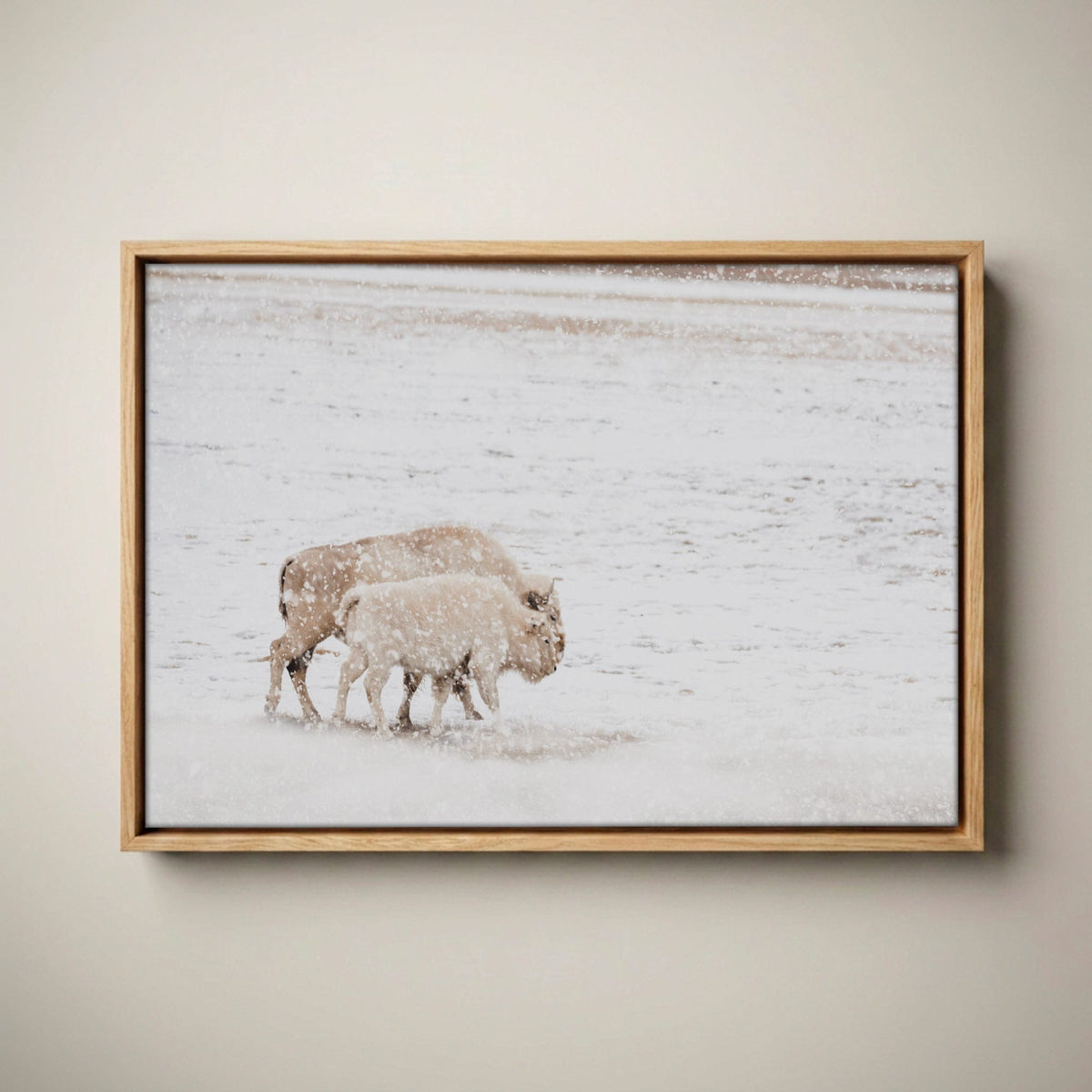 White Buffalo Wall Art - Buffalo Canvas Print Canvas-Natural Oak Float Frame / 12 x 18 Inches