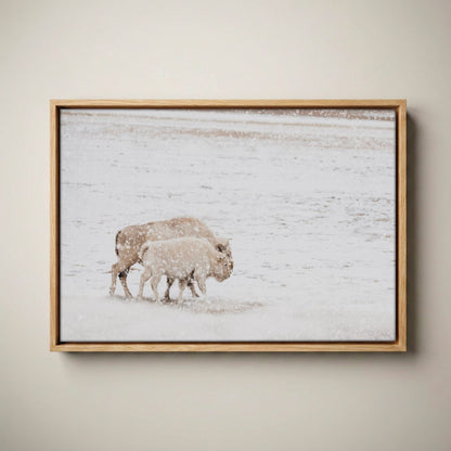 White Buffalo Wall Art - Buffalo Canvas Print Canvas-Natural Oak Float Frame / 12 x 18 Inches