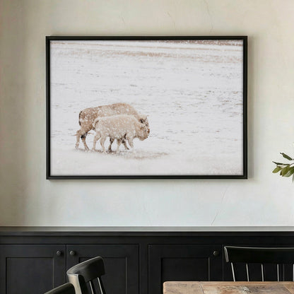White Buffalo Wall Art - Buffalo Canvas Print With Cow and Calf Wildlife Decor Wall Art Teri James Photography