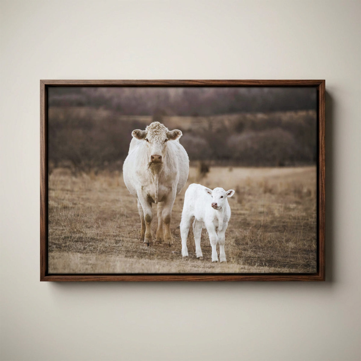 White Charolais Cow and Calf Western Nursery