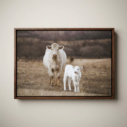 White Charolais Cow and Calf Western Nursery