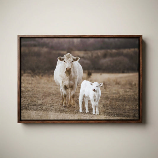 White Charolais Cow and Calf Western Nursery