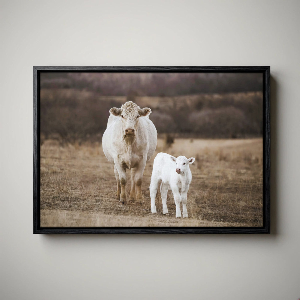 White Charolais Cow and Calf Western Nursery