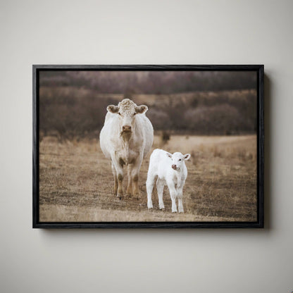 White Charolais Cow and Calf Western Nursery