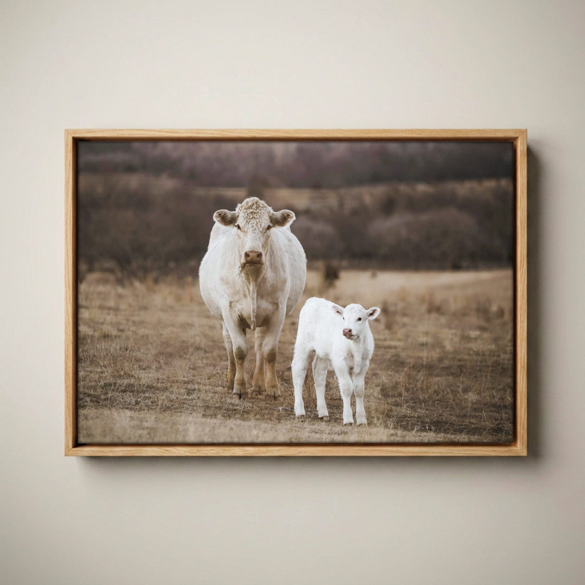 White Charolais Cow and Calf Western Nursery Canvas-Natural Oak Float Frame / 12 x 18 Inches