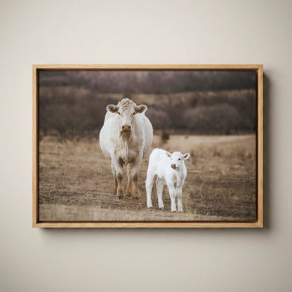 White Charolais Cow and Calf Western Nursery Canvas-Natural Oak Float Frame / 12 x 18 Inches