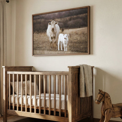 White Charolais Cow and Calf Western Nursery Wall Art Wall Art Teri James Photography
