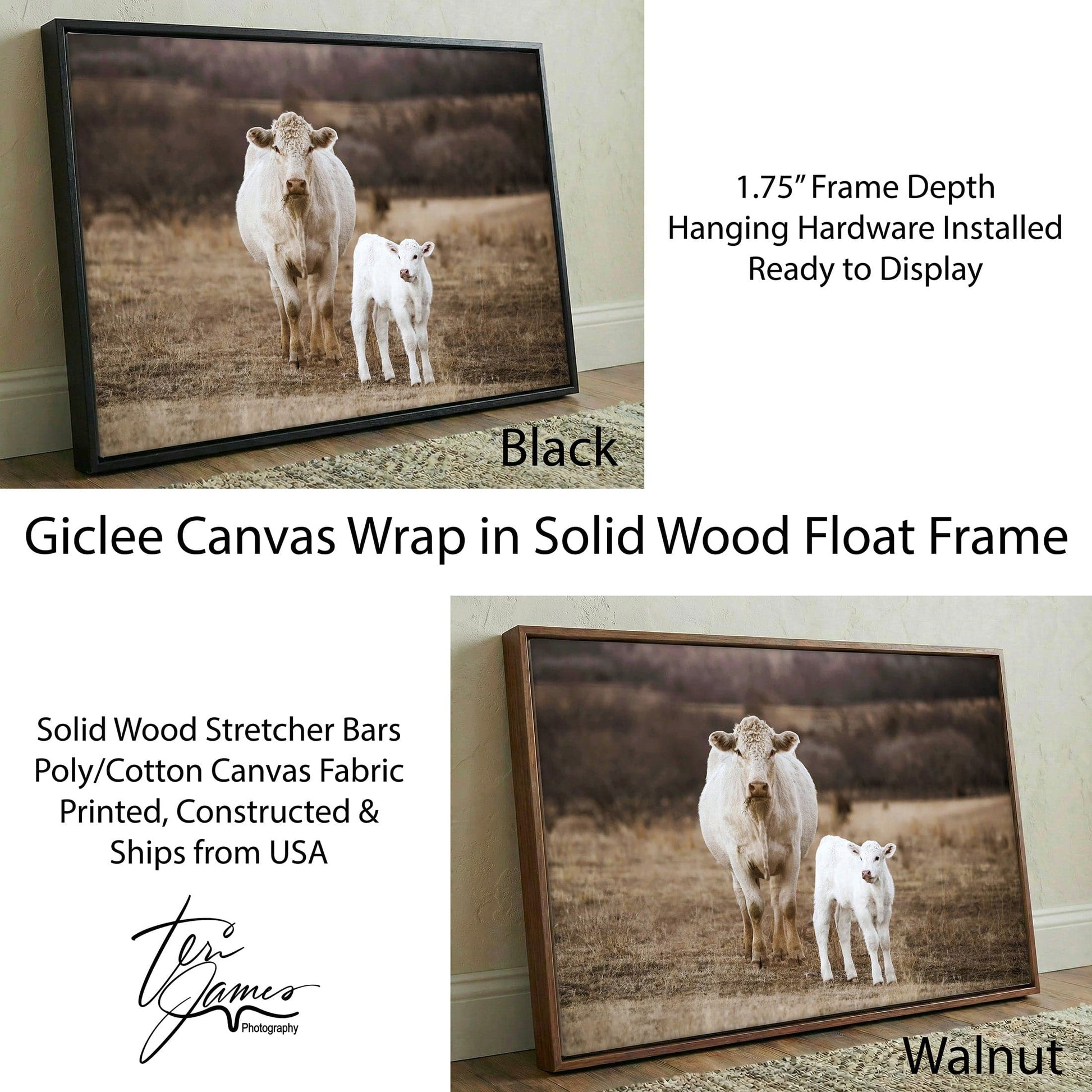 White Charolais Cow and Calf Western Nursery Wall Art Canvas-Black Frame / 12 x 18 Inches Wall Art Teri James Photography