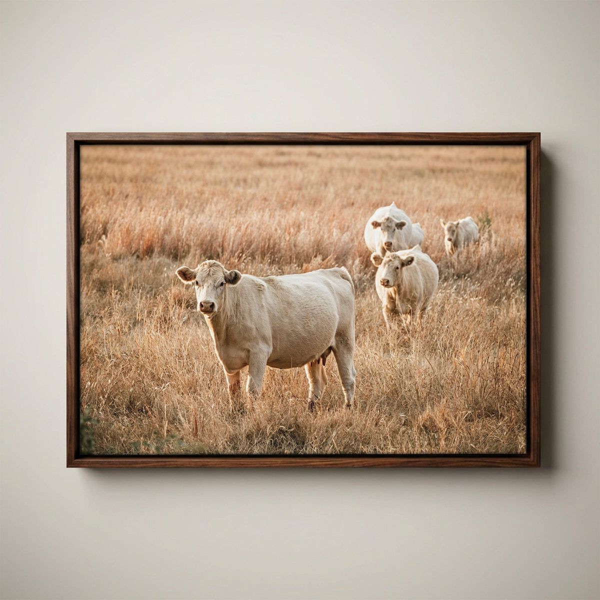 White Charolais Cows - Rustic Western Cattle Wall Art