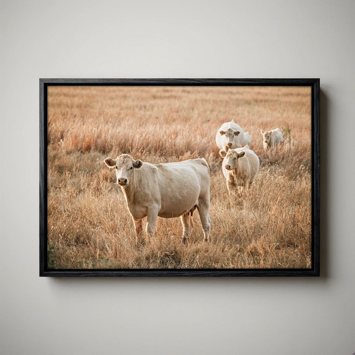 White Charolais Cows - Rustic Western Cattle Wall Art