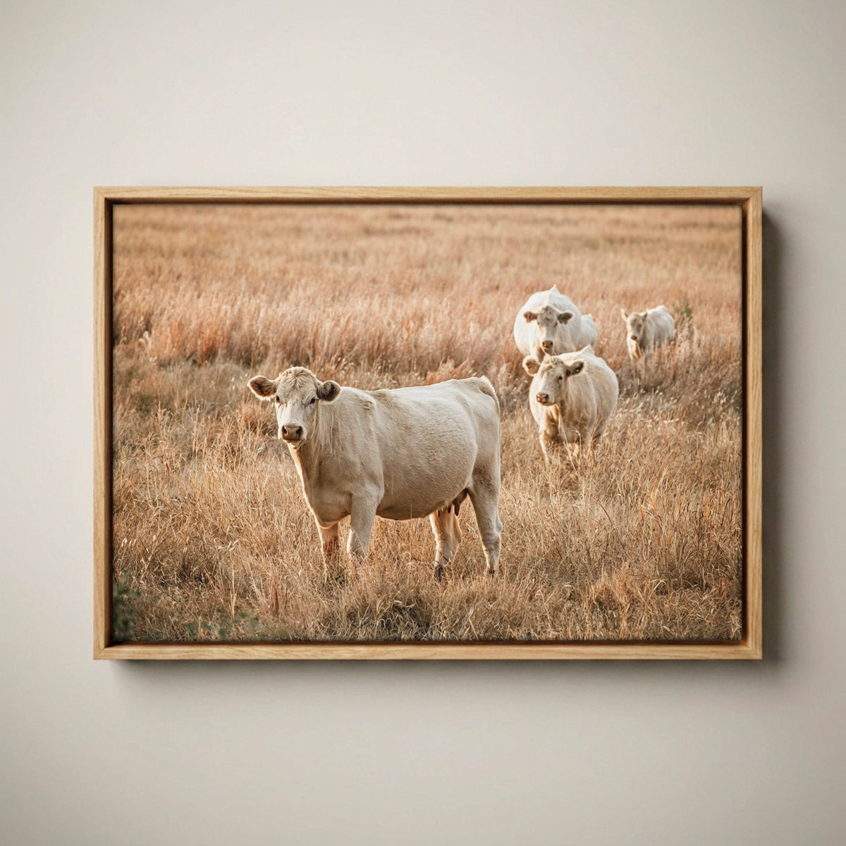 White Charolais Cows - Rustic Western Cattle Wall Art Canvas-Natural Oak Float Frame / 12 x 18 Inches