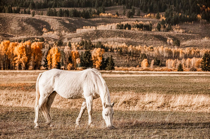 White Horse Wall Art – Autumn in the Teton Foothills Paper Photo Print / 12 x 18 Inches