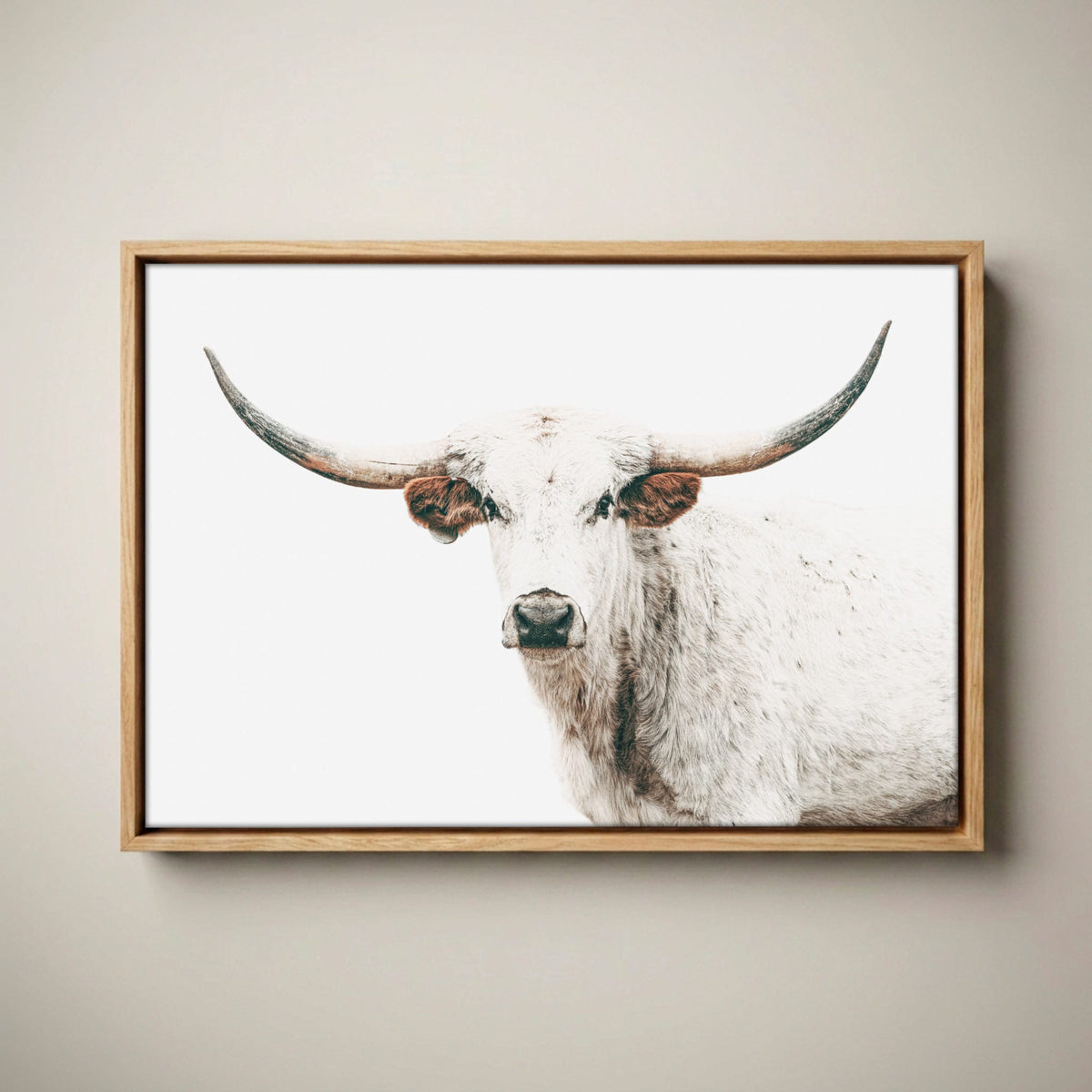 White Texas Longhorn Cow Wall Art for Cowboy Chic Decor Canvas-Natural Oak Float Frame / 12 x 18 Inches