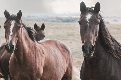 Wild Horses and Stormy Sky Wall Decor Wall Art Teri James Photography