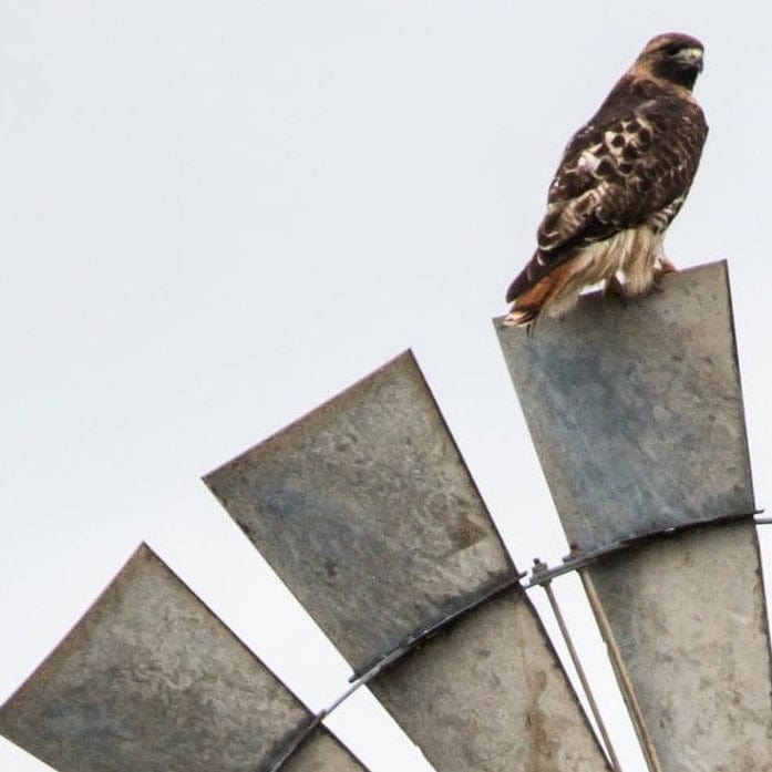 Windmill Wall Decor Modern Farmhouse Art Wall Art Teri James Photography