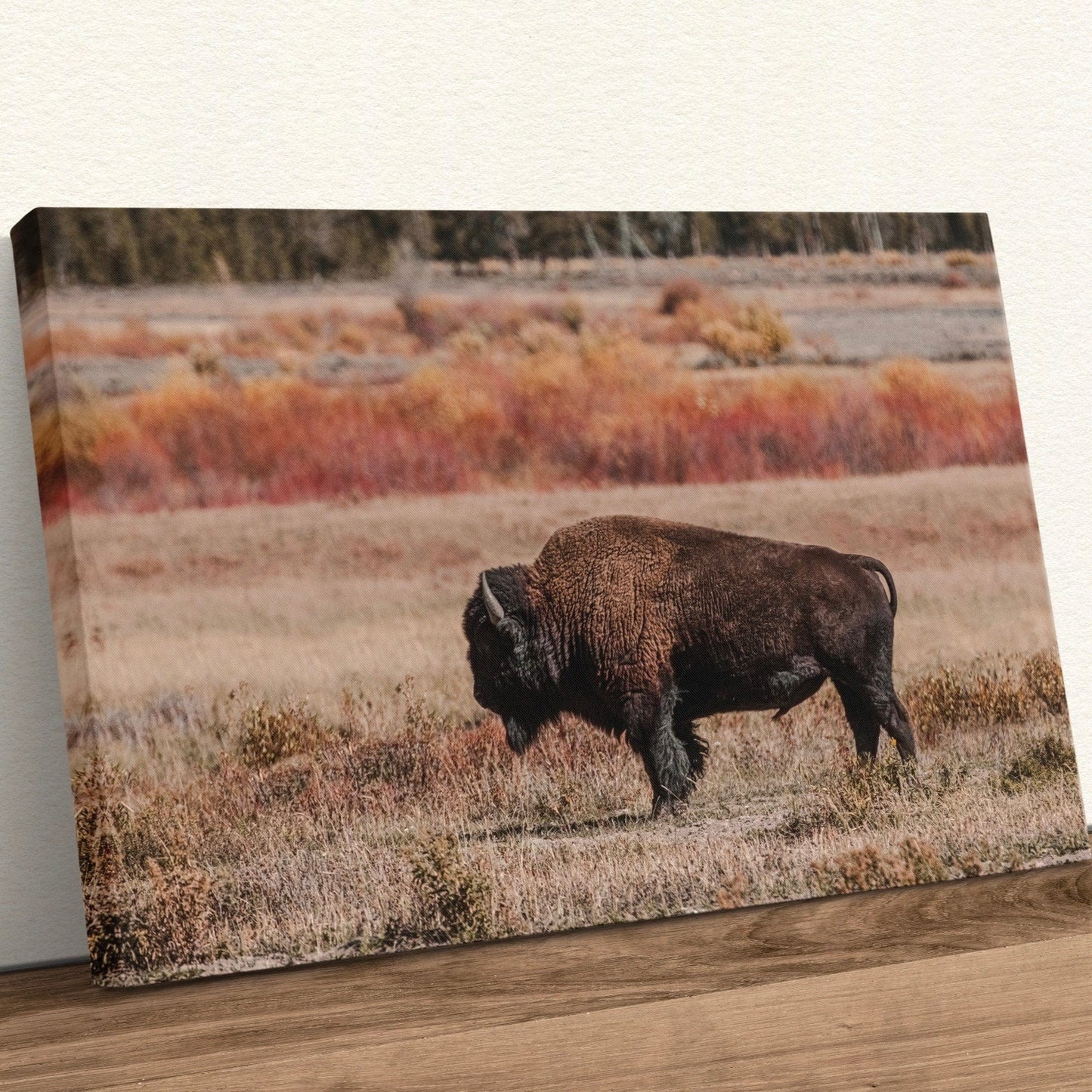 Yellowstone Bison Bull Canvas Print Canvas-Unframed / 12 x 18 Inches Wall Art Teri James Photography