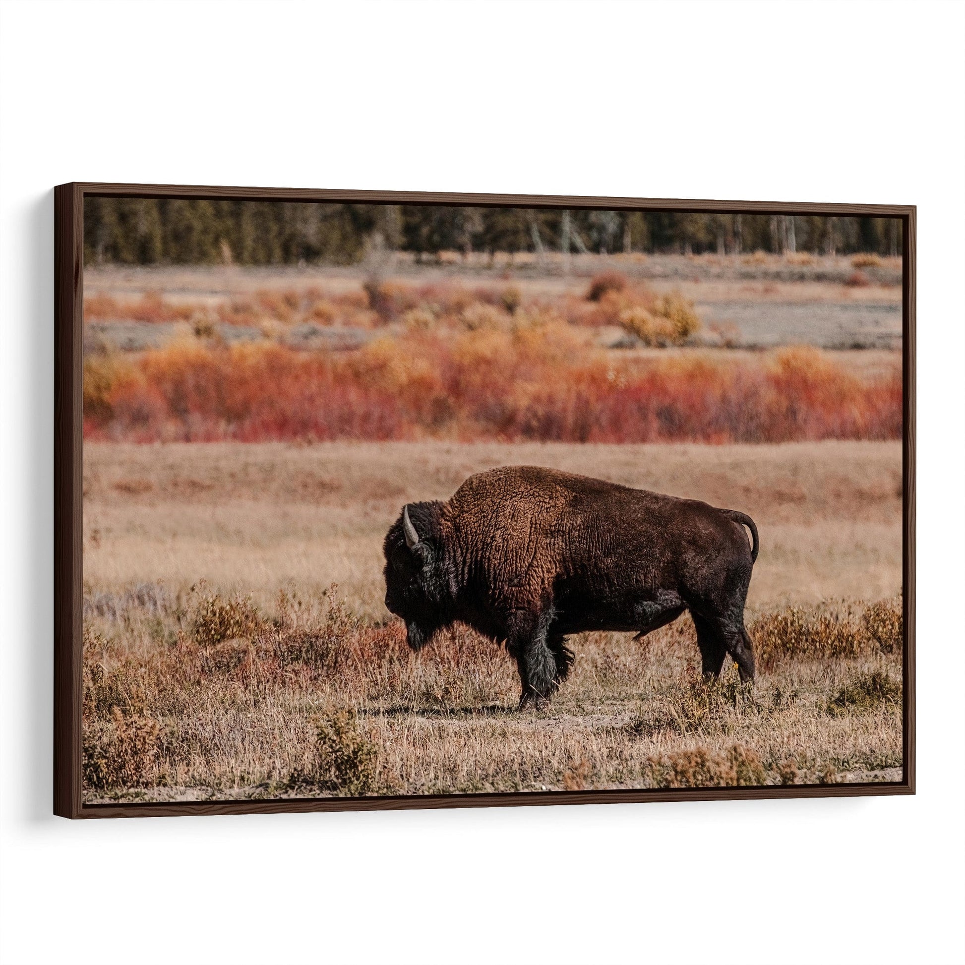 Yellowstone Bison Bull Canvas Print Canvas-Walnut Frame / 12 x 18 Inches Wall Art Teri James Photography
