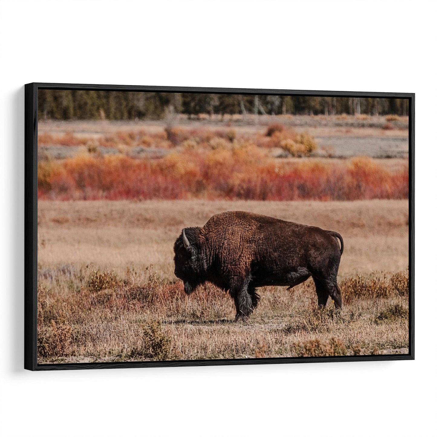 Yellowstone Bison Bull Canvas Print Canvas-Black Frame / 12 x 18 Inches Wall Art Teri James Photography