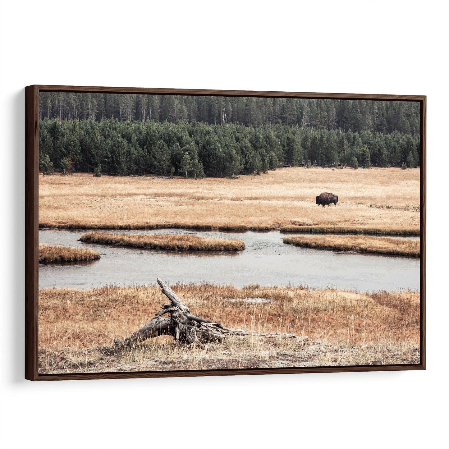 Yellowstone Bison Canvas Art for Over Couch Canvas-Walnut Frame / 12 x 18 Inches Wall Art Teri James Photography