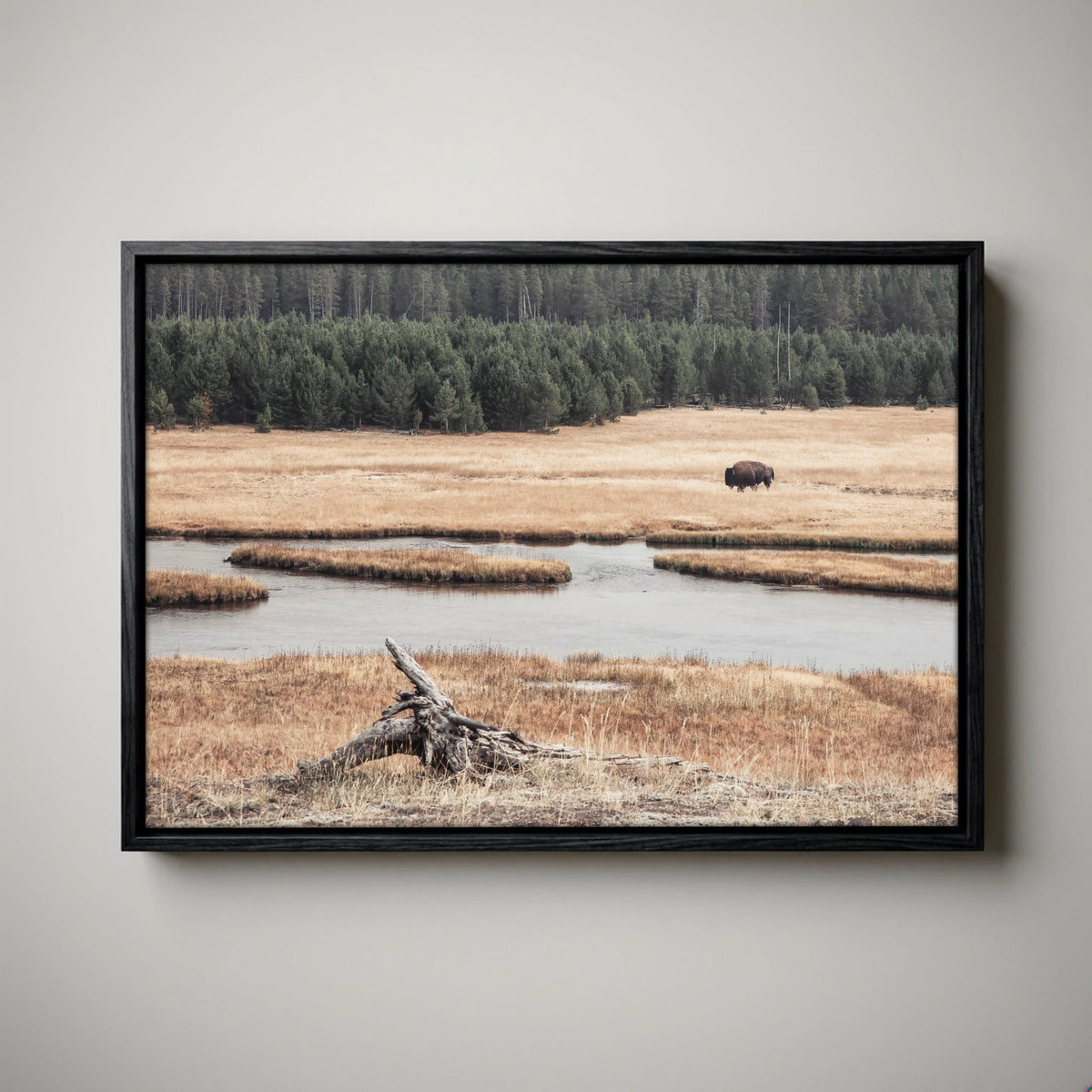 Yellowstone Bison Canvas - Wildlife Cabin Decor Print