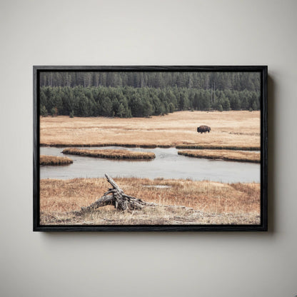 Yellowstone Bison Canvas - Wildlife Cabin Decor Print