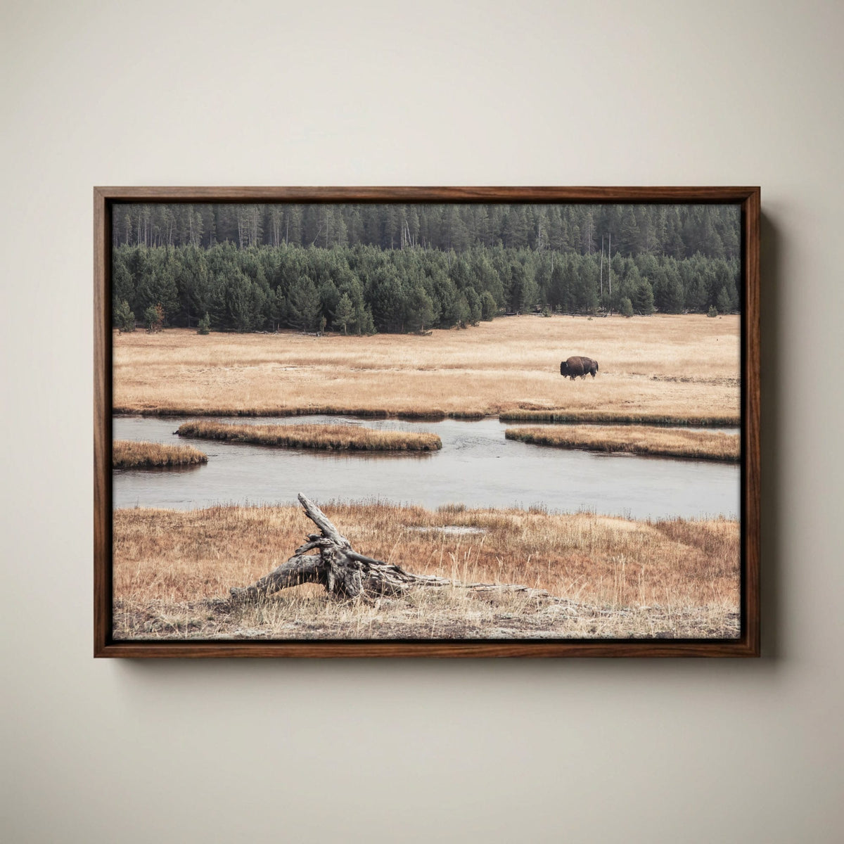 Yellowstone Bison Canvas - Wildlife Cabin Decor Print