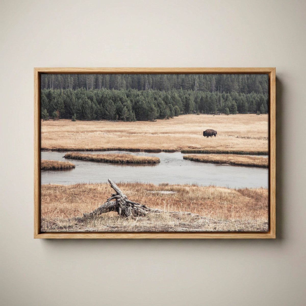 Yellowstone Bison Canvas - Wildlife Cabin Decor Print Canvas-Natural Oak Float Frame / 12 x 18 Inches