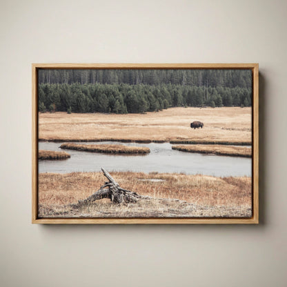 Yellowstone Bison Canvas - Wildlife Cabin Decor Print Canvas-Natural Oak Float Frame / 12 x 18 Inches