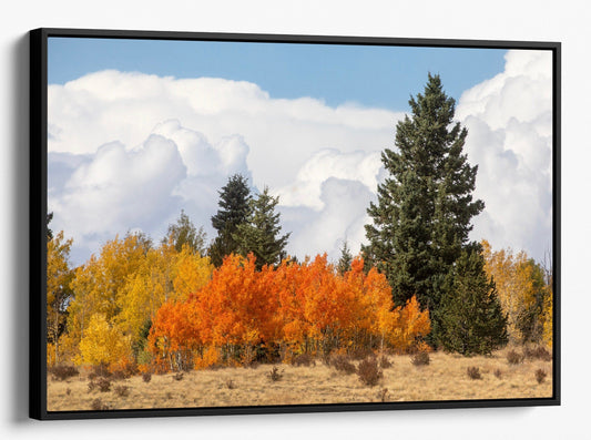 Teri James Photography Wall Art Canvas-Black Frame / 12 x 18 Inches Aspen Trees in the Mountains of Colorado