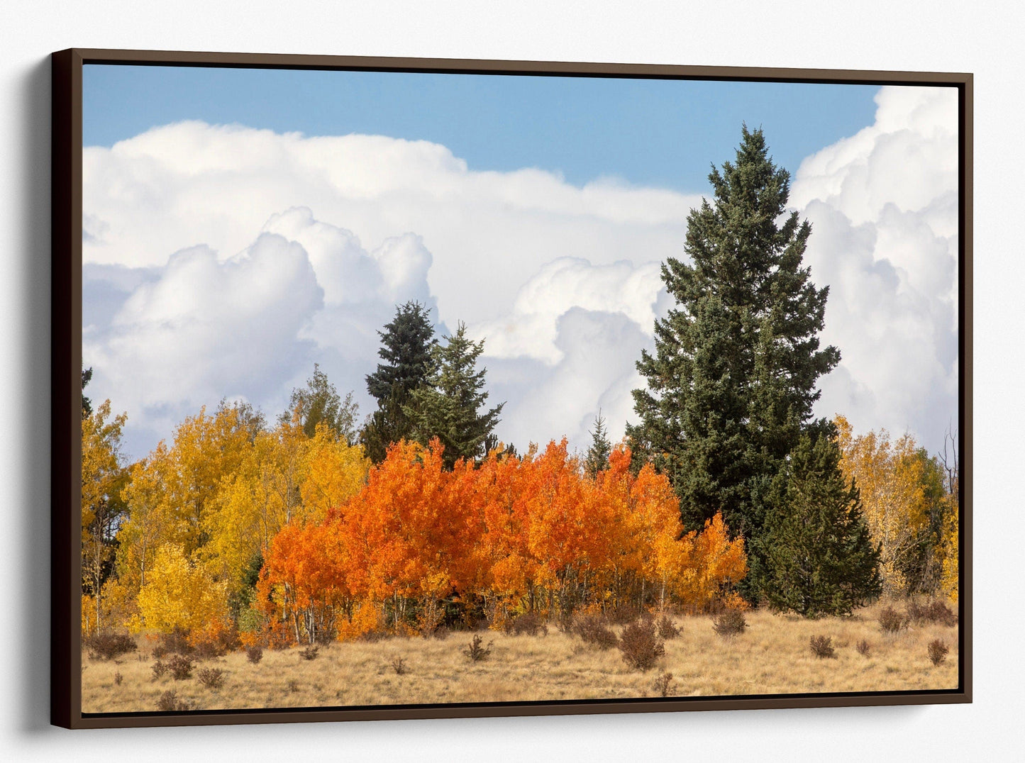 Aspen Trees Scenic Artwork Canvas-Walnut Frame / 12 x 18 Inches Wall Art Teri James Photography