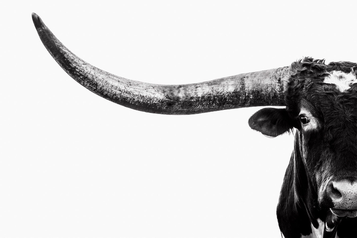 Austin TX Longhorn Art in Black and White Paper Photo Print / 12 x 18 Inches Wall Art Teri James Photography