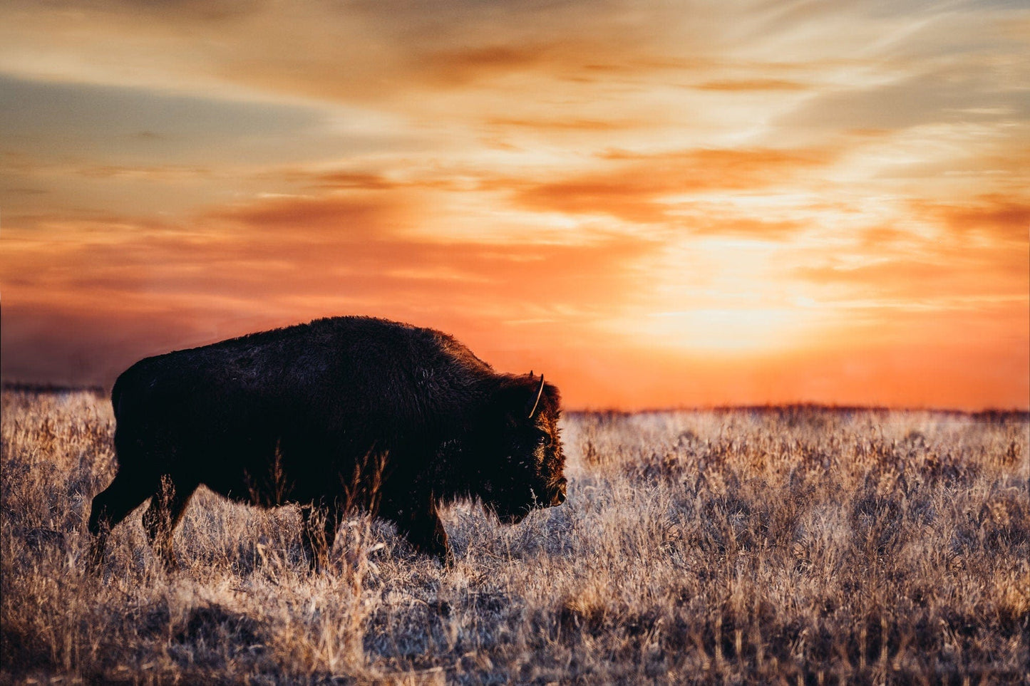 Teri James Photography Wall Art Paper Photo Print / 12 x 18 Inches Bison Art - Colorful Orange Sunset Canvas