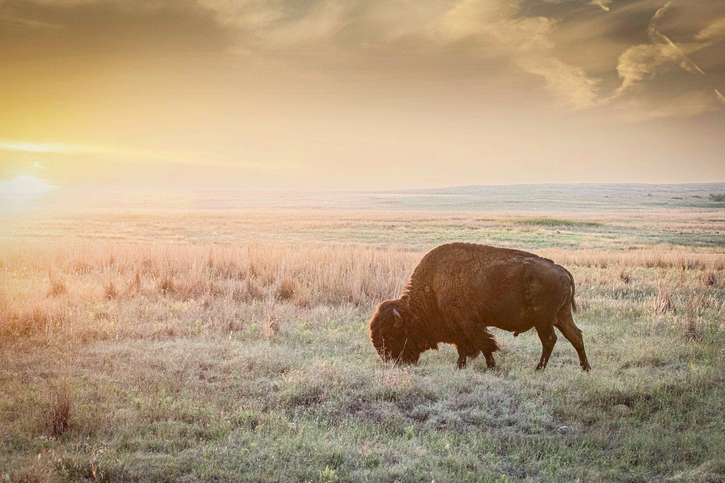 American Bison Canvas Print Paper Photo Print / 12 x 18 Inches Wall Art Teri James Photography