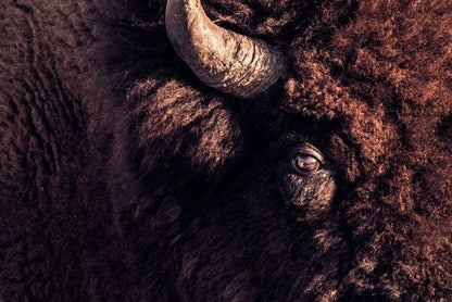 Bison Bull Canvas Print - Wichita Mountains Wildlife Refuge Wall Art Teri James Photography