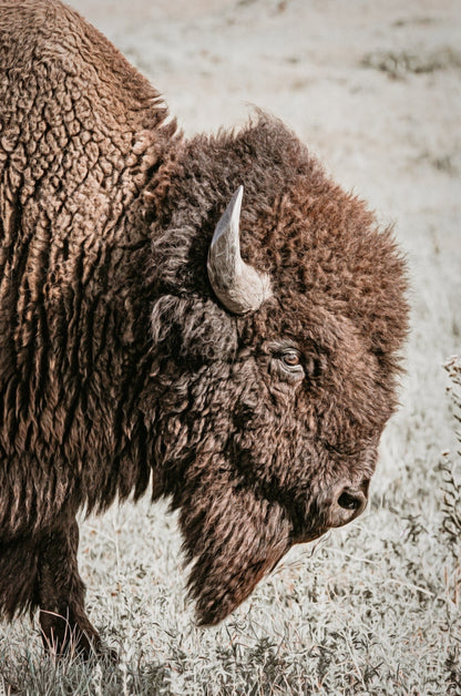 Vertical Bison Canvas Art Paper Photo Print / 12 x 18 Inches Wall Art Teri James Photography