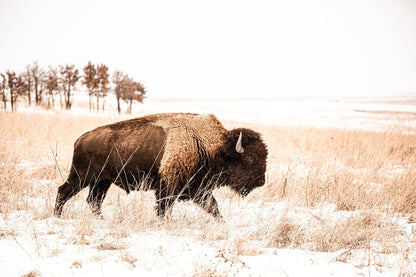 Bison Canvas Wall Art - Brown & Sepia Tone Western Decor Paper Photo Print / 12 x 18 Inches Wall Art Teri James Photography