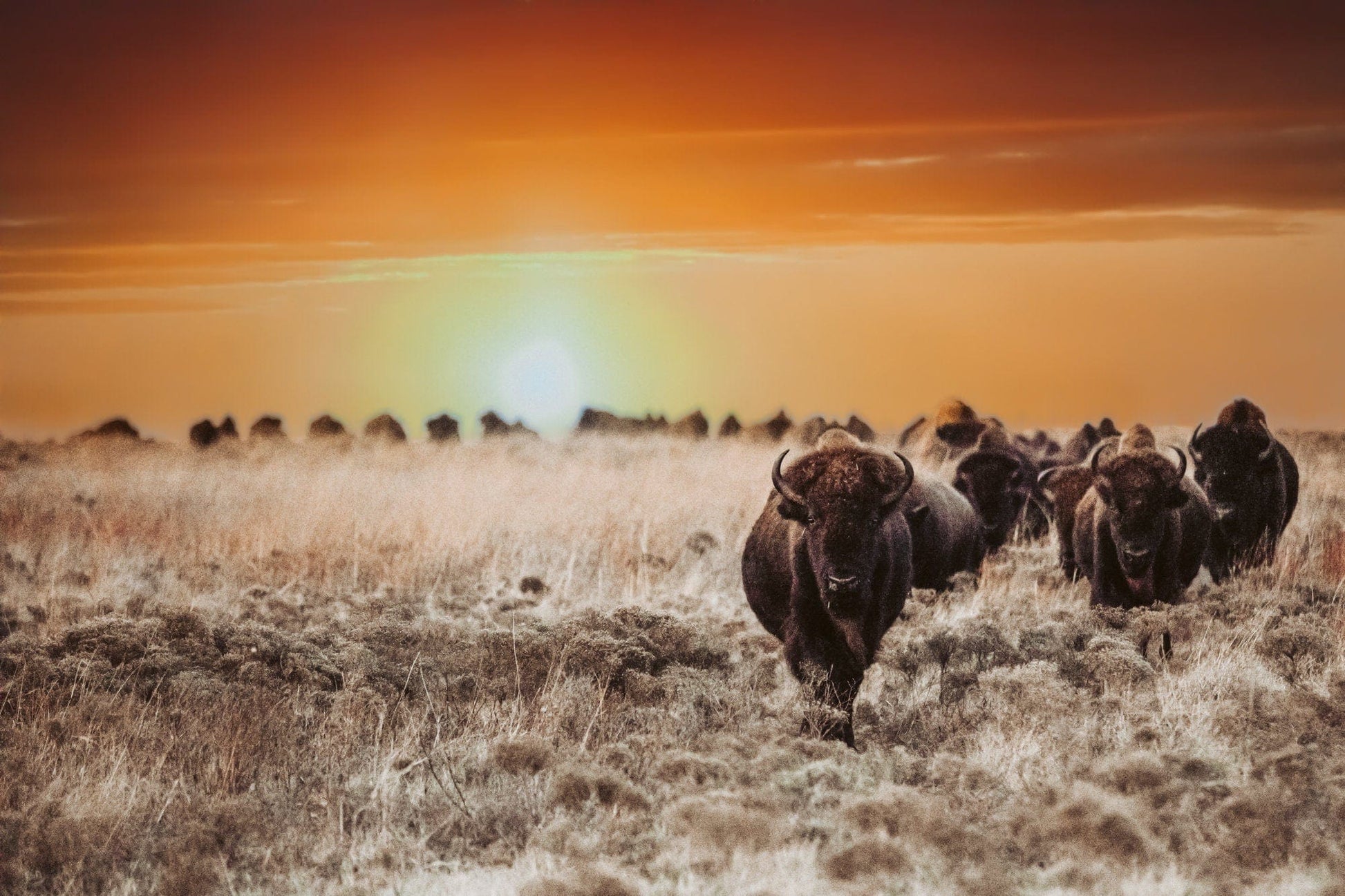 Colorful Bison Canvas Print Paper Photo Print / 12 x 18 Inches Wall Art Teri James Photography