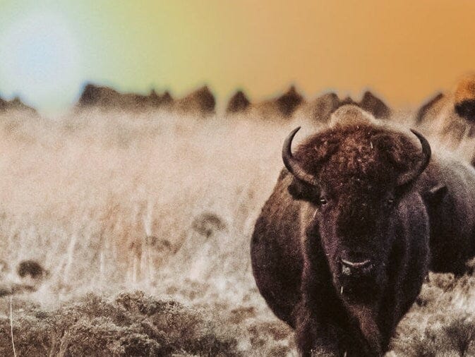 Teri James Photography Wall Art Bison Herd with Orange Sunset - Colorful Buffalo Canvas Print