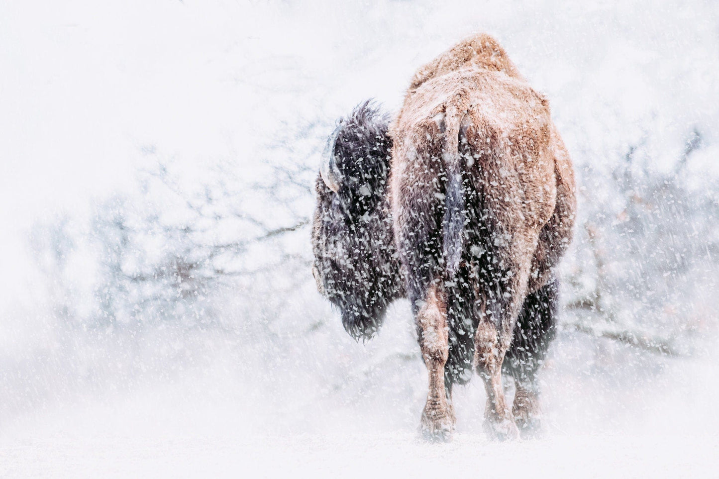 Bison in a Blizzard Canvas Paper Photo Print / 12 x 18 Inches Wall Art Teri James Photography