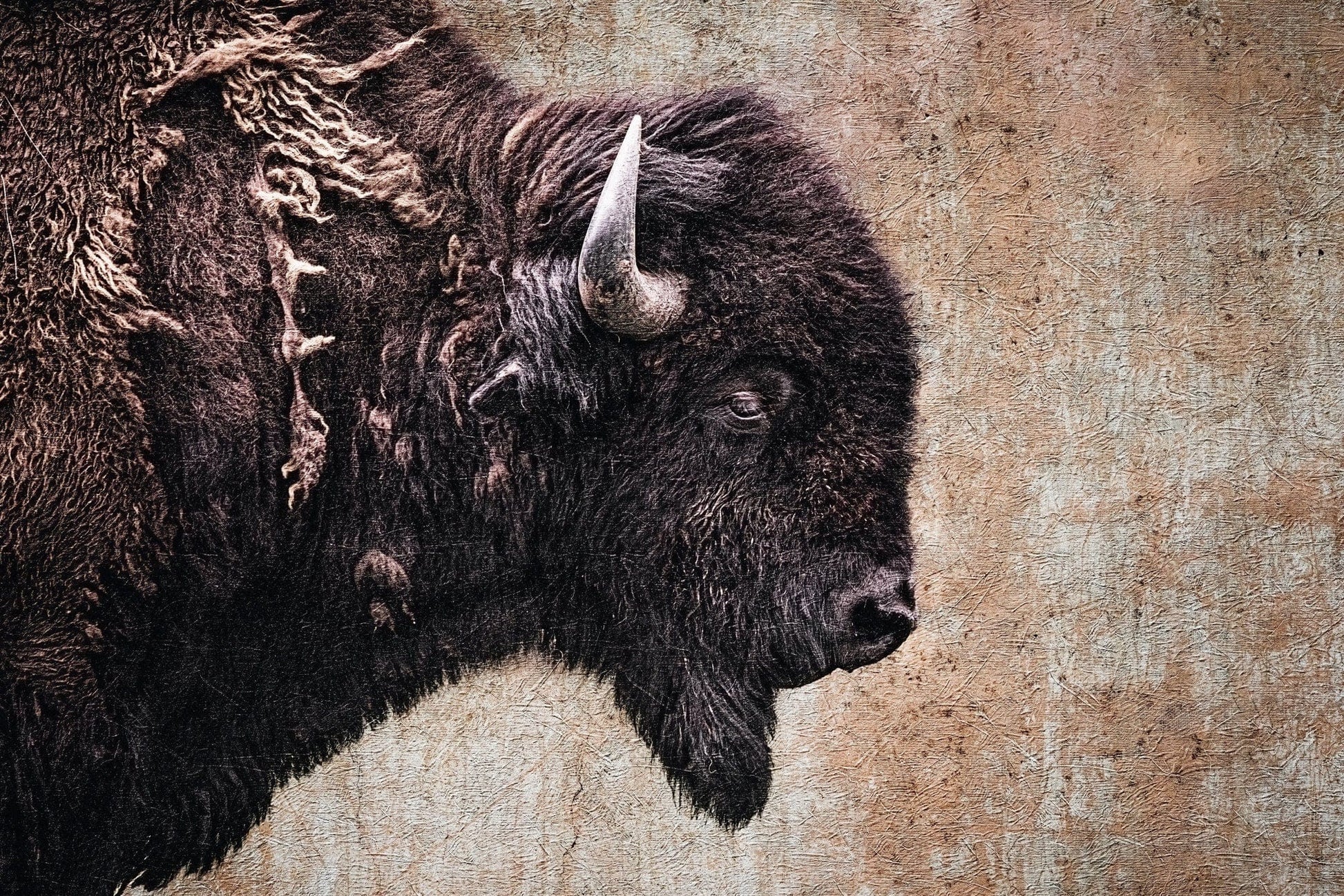 Teri James Photography Wall Art Paper Photo Print / 12 x 18 Inches Bison Painting Wall Art