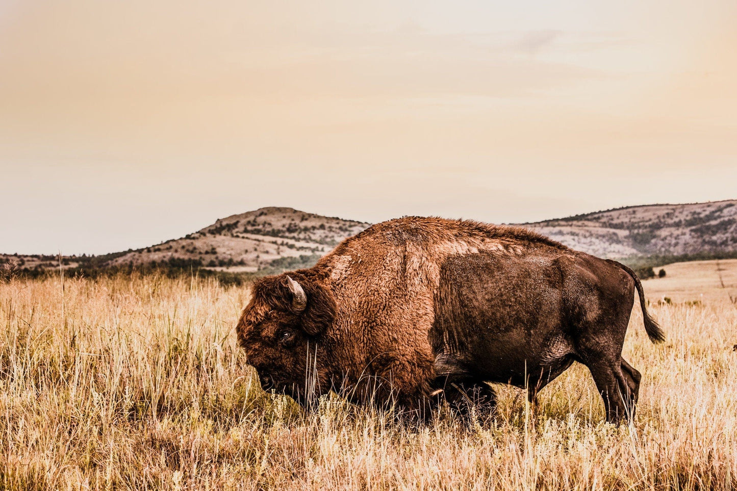 Bison Wall Art Canvas Print Paper Photo Print / 12 x 18 Inches Wall Art Teri James Photography