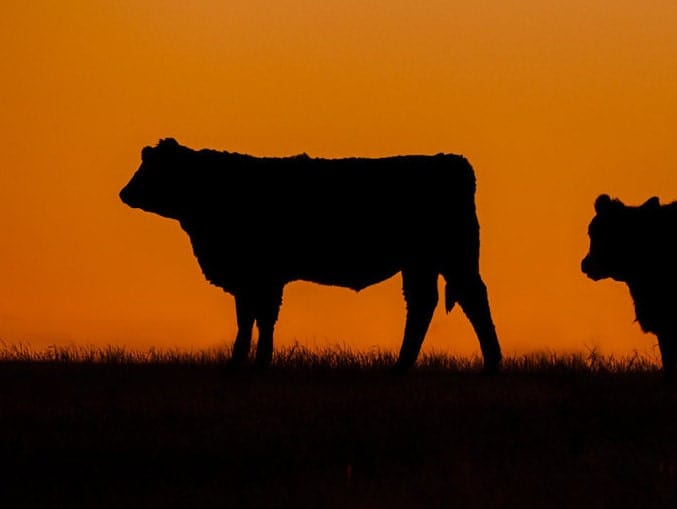 Teri James Photography Wall Art Black Angus Cattle Silhouetted Against Orange Sunset Canvas Print