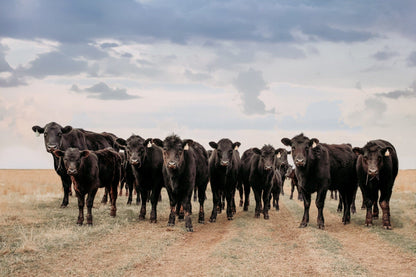 Black Angus Cattle Decor - Blue Oklahoma Sky Paper Photo Print / 12 x 18 Inches Wall Art Teri James Photography