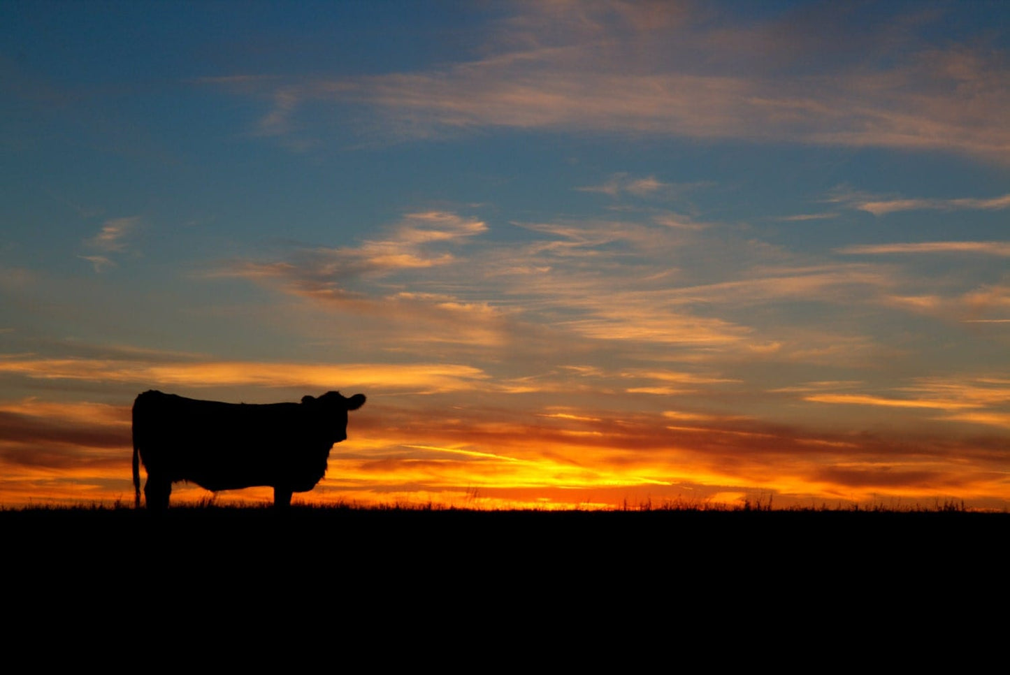 Teri James Photography Wall Art Paper Photo Print / 12 x 18 Inches Black Angus Cow at Sunset Colorful Canvas Print