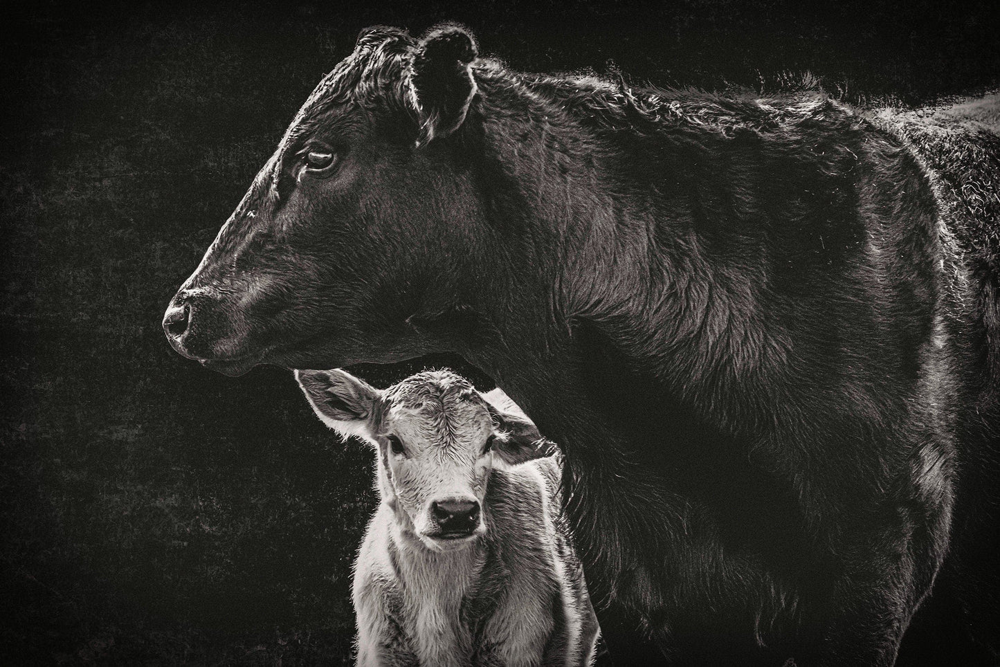 Teri James Photography Wall Art Paper Photo Print / 12 x 18 Inches Black Angus Cow & Calf in Black & White - Modern Western Canvas Art
