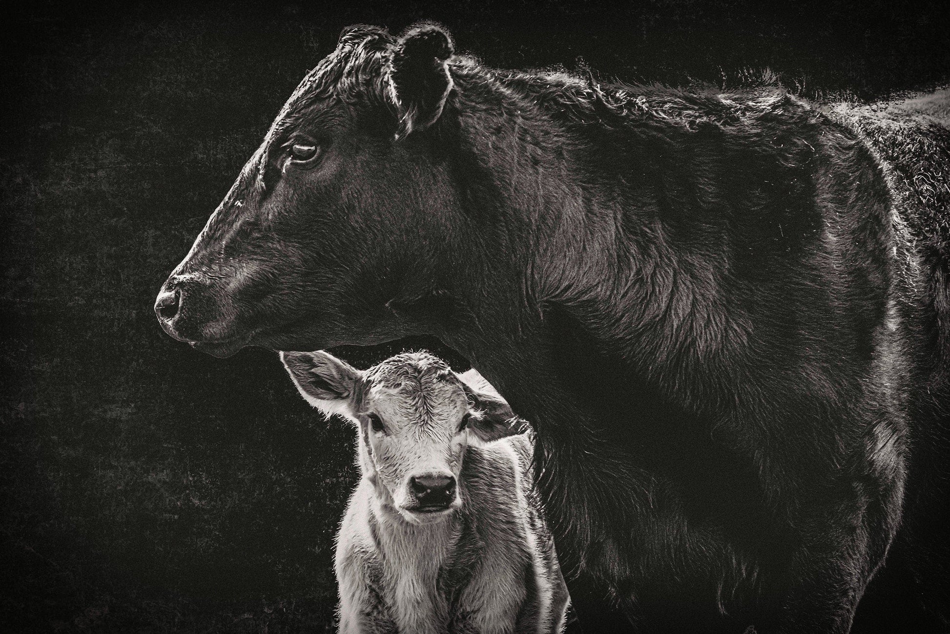 Black Angus Cow and Calf in Black & White - Modern Western Canvas Art Paper Photo Print / 12 x 18 Inches Wall Art Teri James Photography