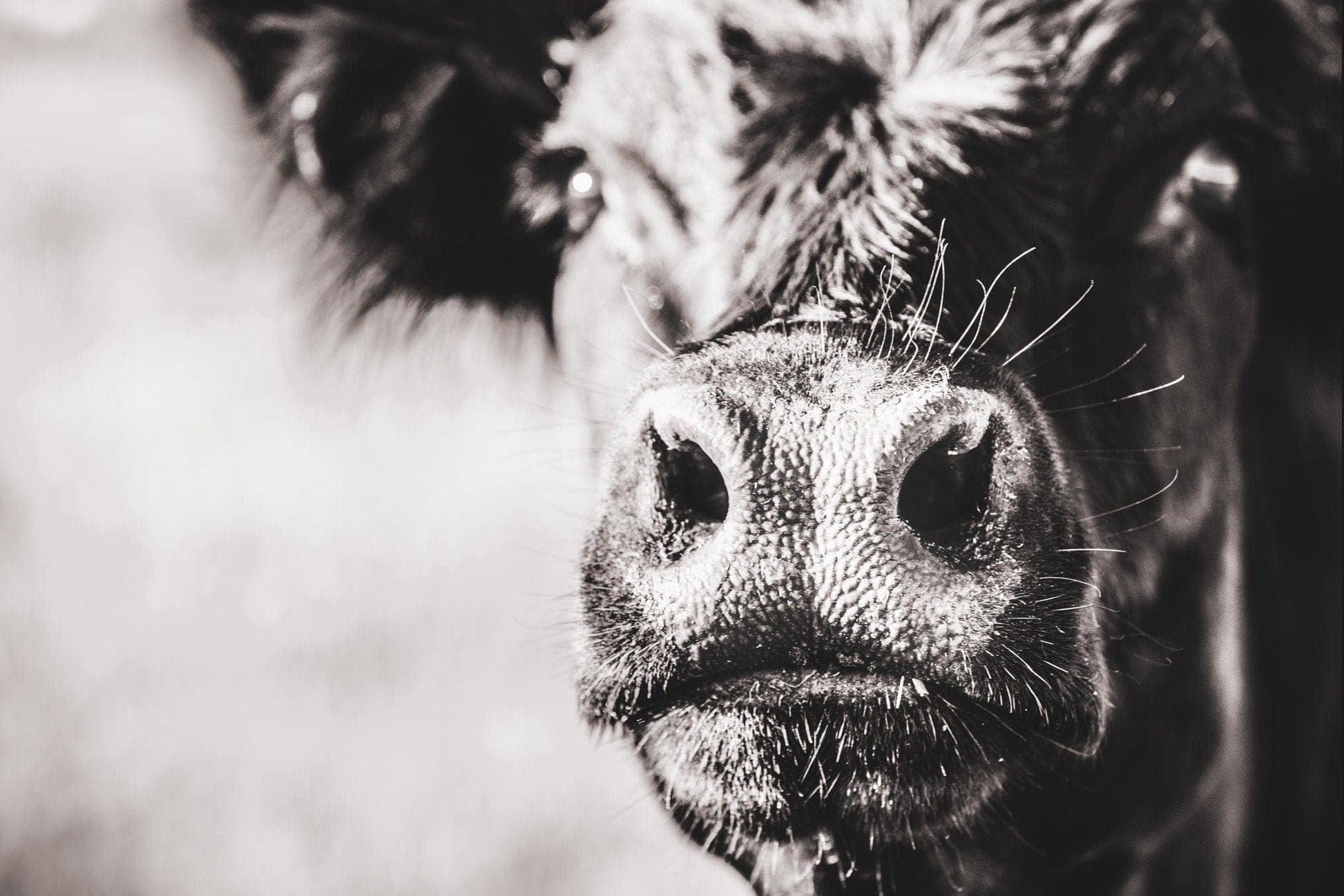 Black Angus Cow Closeup Paper Photo Print / 12 x 18 Inches Wall Art Teri James Photography
