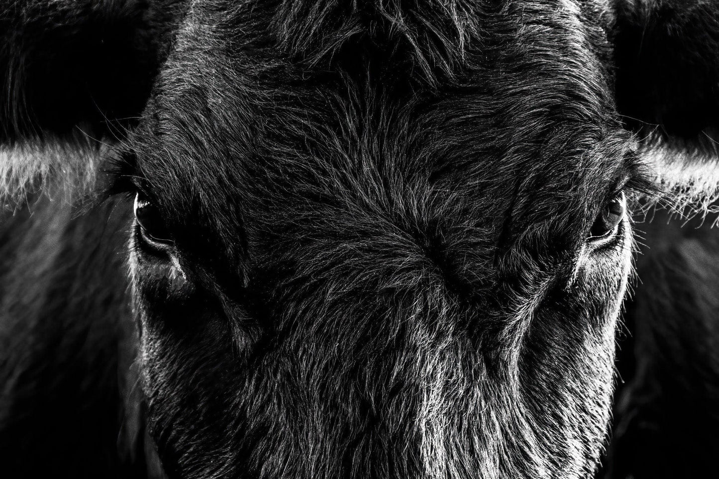 Black Angus Extreme Closeup in Black & White Paper Photo Print / 12 x 18 Inches Wall Art Teri James Photography