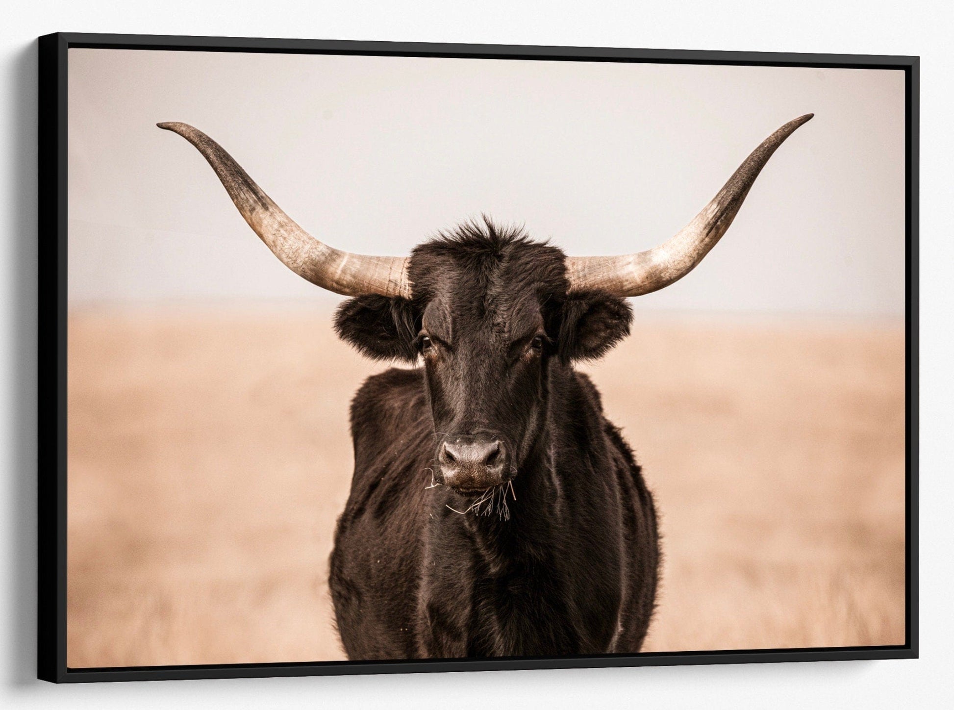 Teri James Photography Wall Art Canvas-Black Frame / 12 x 18 Inches Black Texas Longhorn Canvas Print
